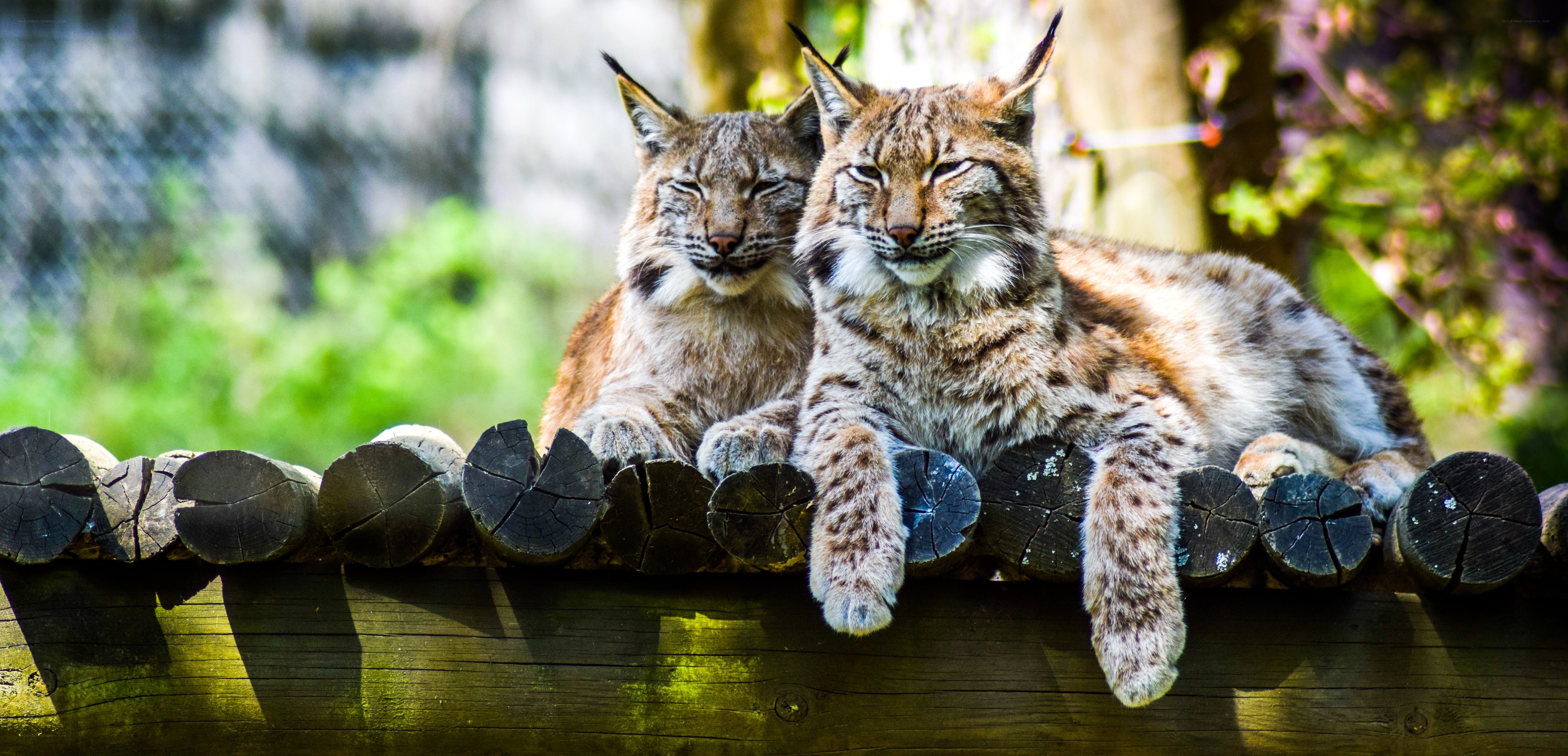 Two lynx resting on logs