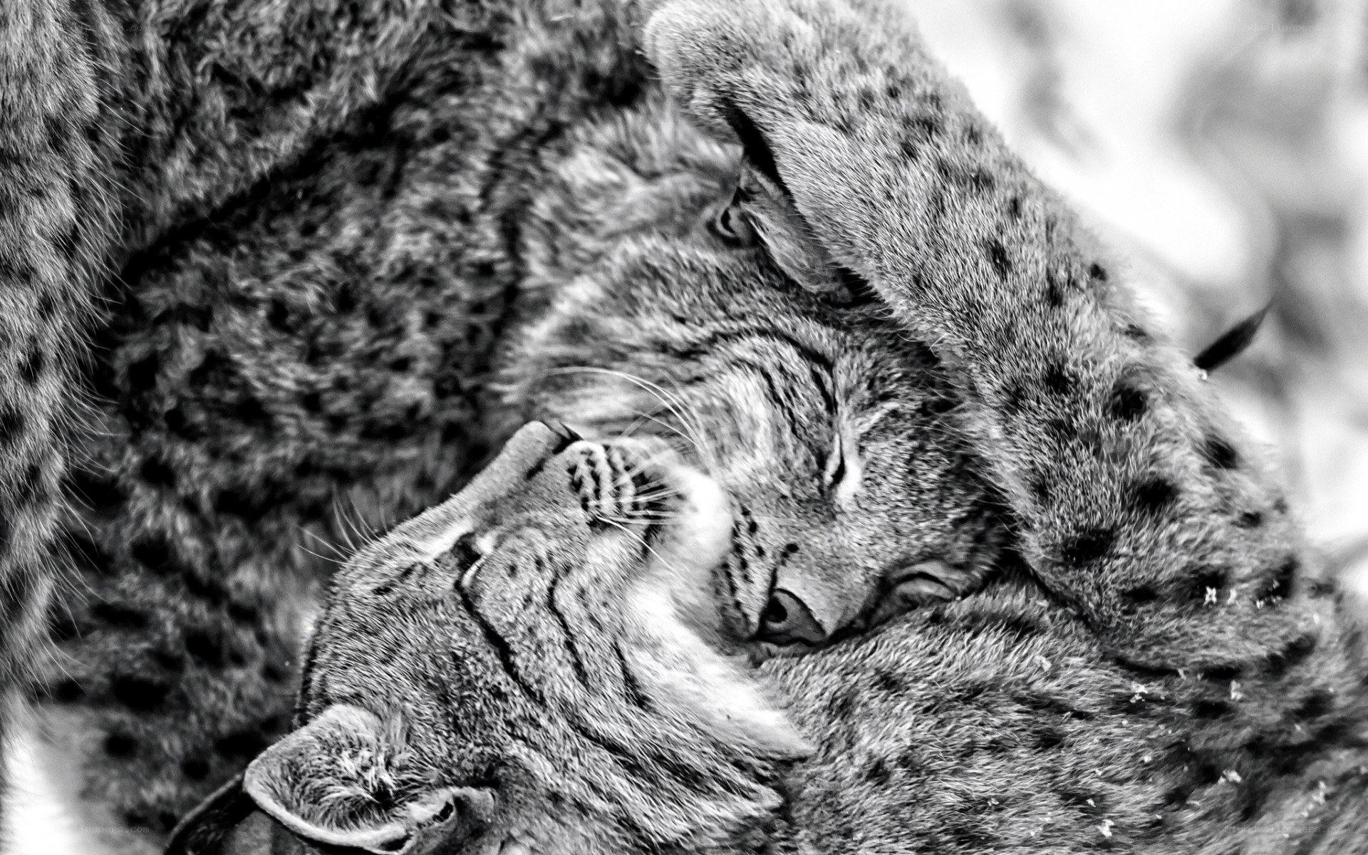 Two lynx resting together