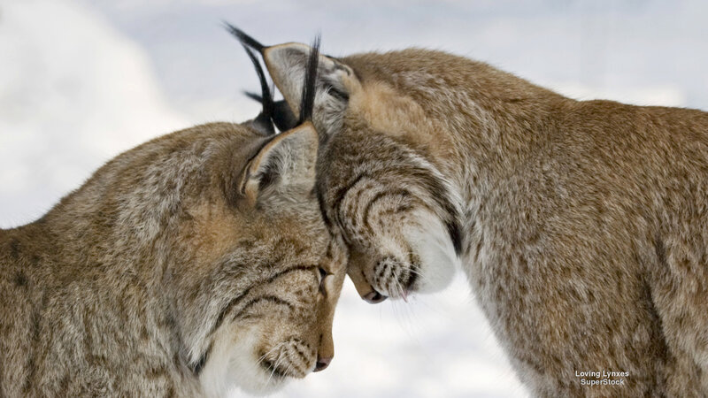 Two Lynx Touching Heads — Brown