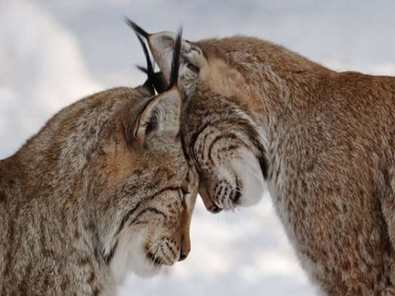 Two Lynx Touching Heads