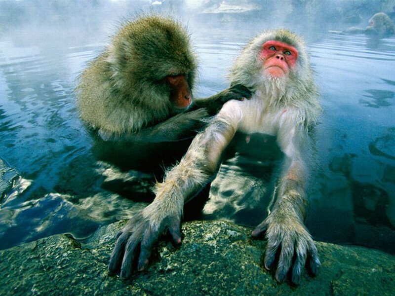 Two Macaque Monkeys — Blue