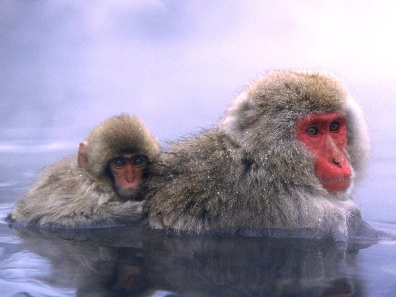 Two Macaque Monkeys — Gray, Calm