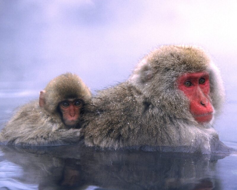 Two Macaque Monkeys — Gray