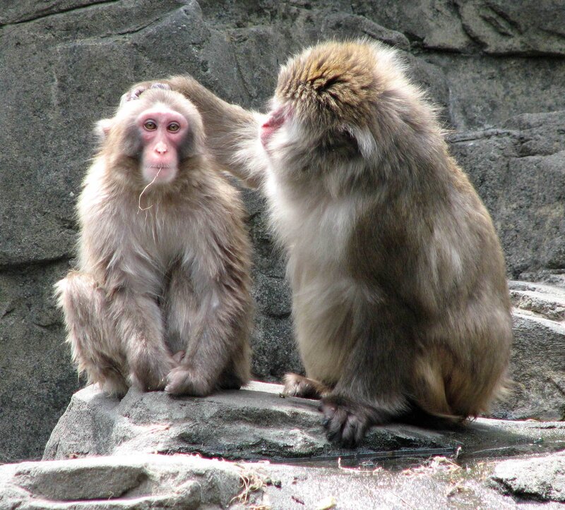 Two Macaque Monkeys