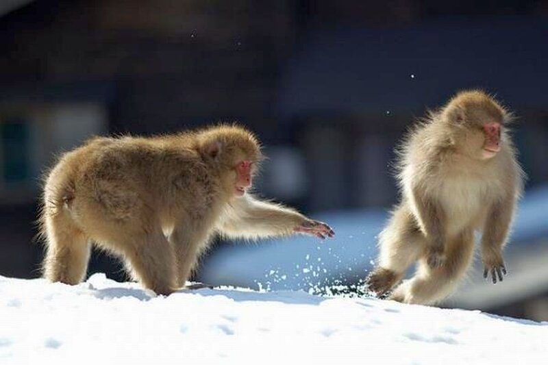 Two Macaques in Snow