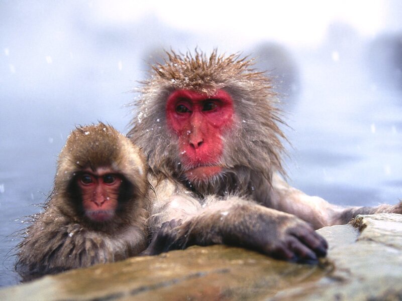 Two Macaques in Water