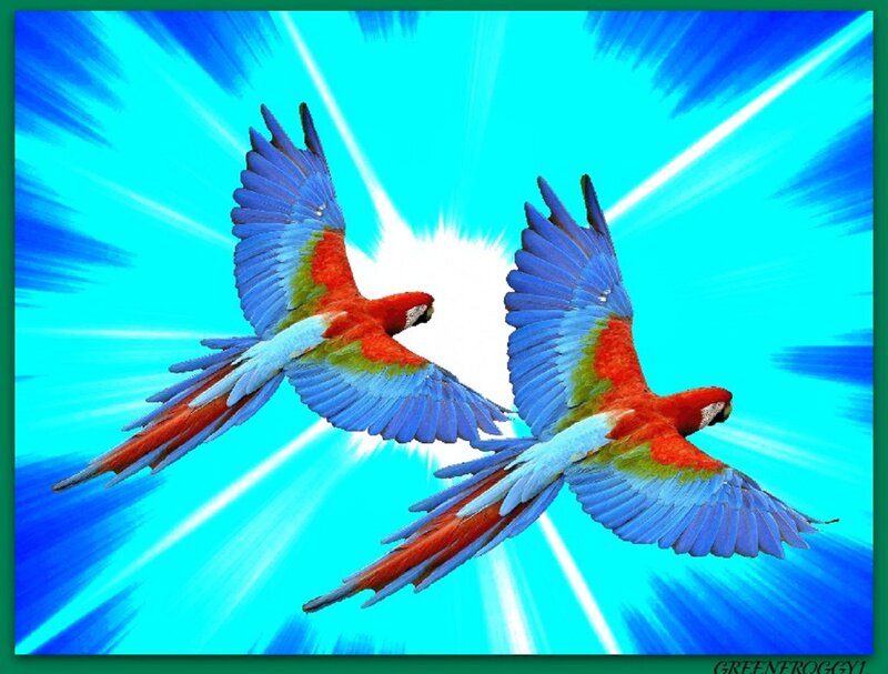 Two Macaws Flying — Blue