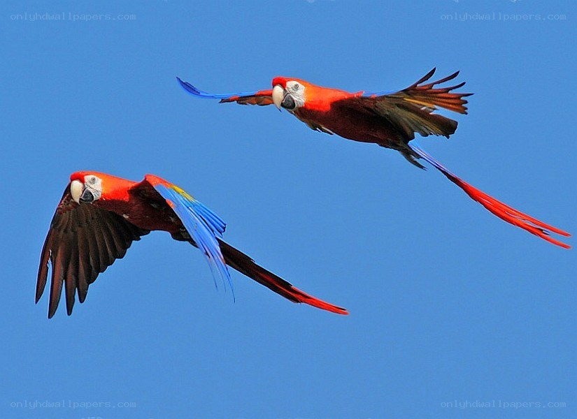 Two macaws flying in the sky