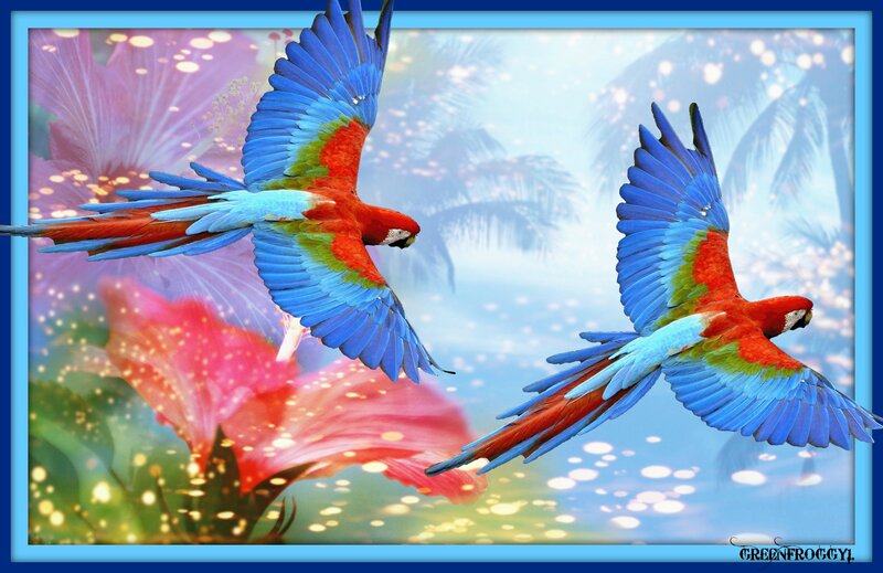Two Macaws Flying