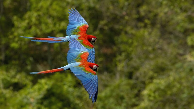 Two macaws in flight