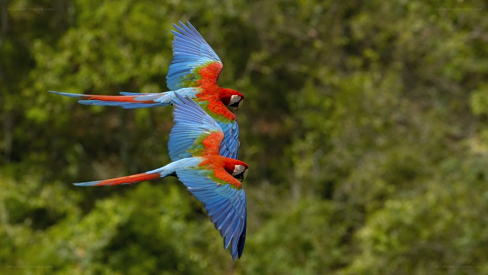 Two macaws in flight