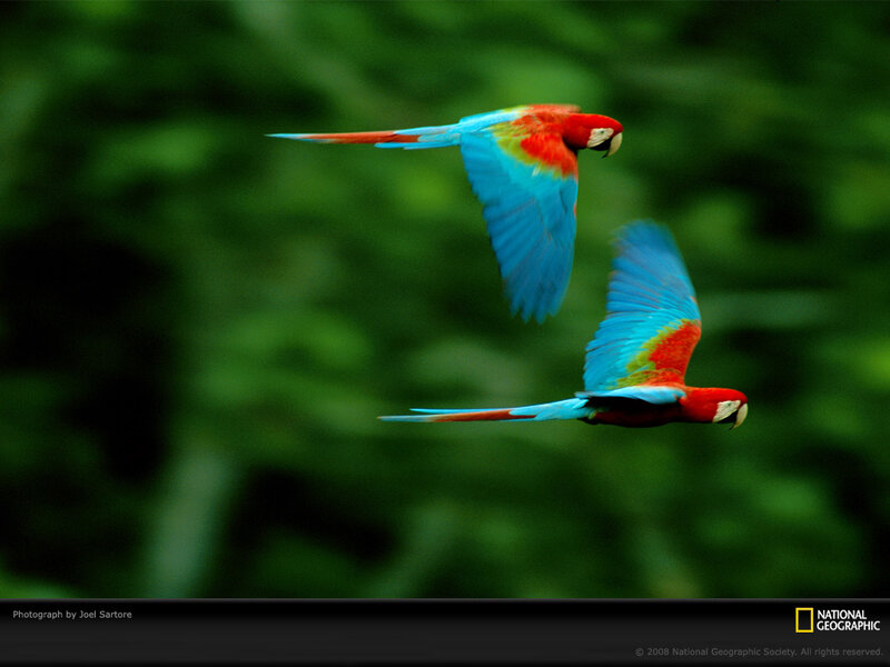 Two Macaws in Flight — Red, Dynamic, Photograph, Birds