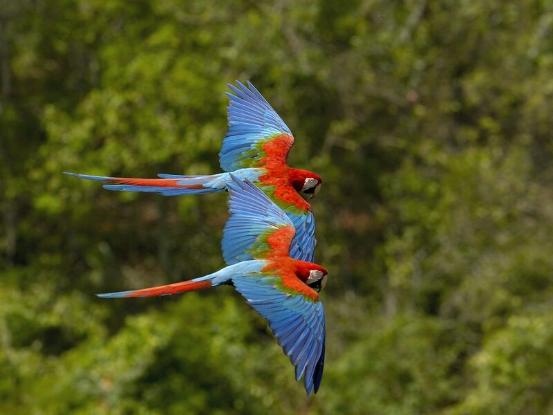 Two Macaws in Flight — Red, Dynamic, Photograph