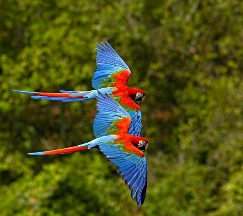 Two Macaws in Flight — Red, Dynamic, Photograph, Trees
