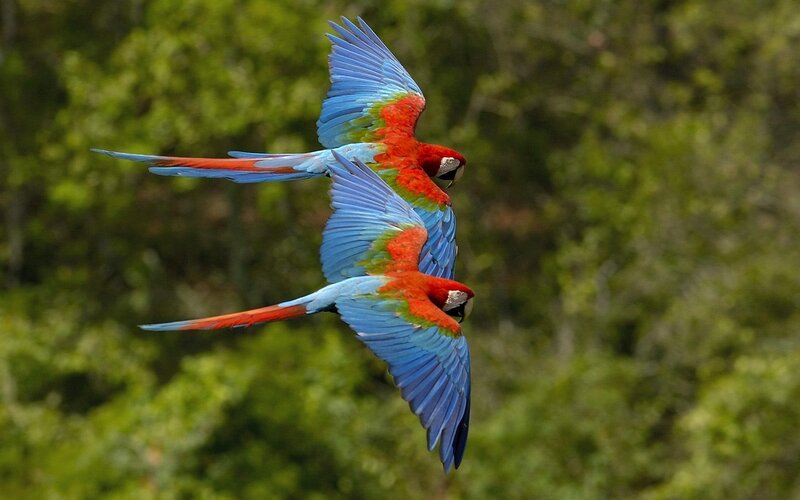 Two Macaws in Flight — Red, Dynamic