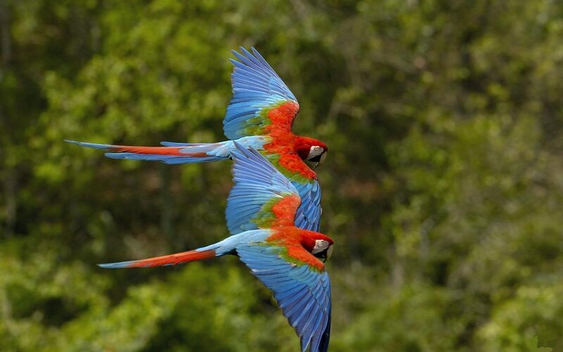 Two Macaws in Flight — Red