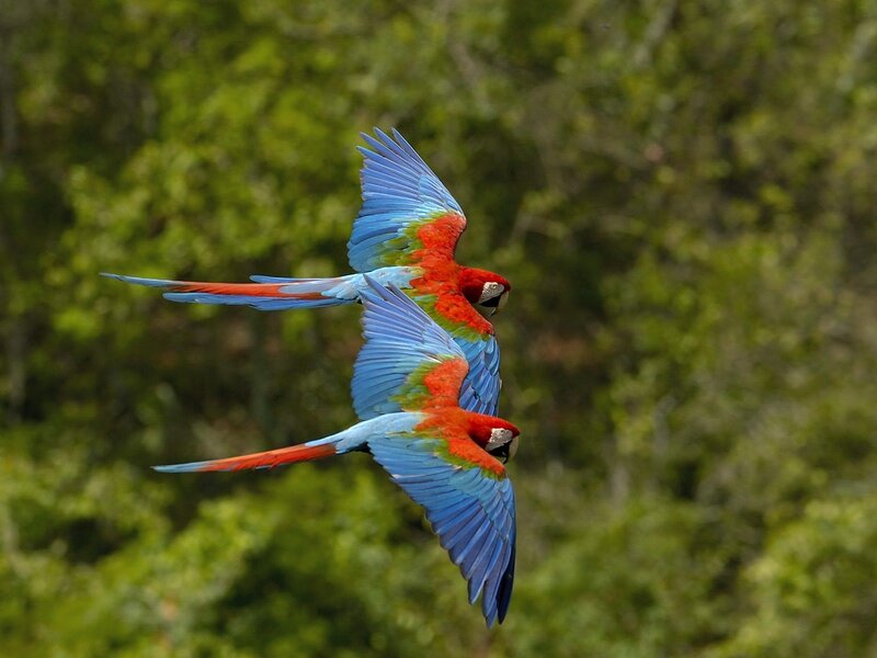 Two macaws in flight