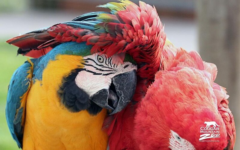 Two Macaws Nuzzling