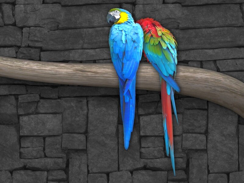 Two Macaws on a Branch — Blue, Calm
