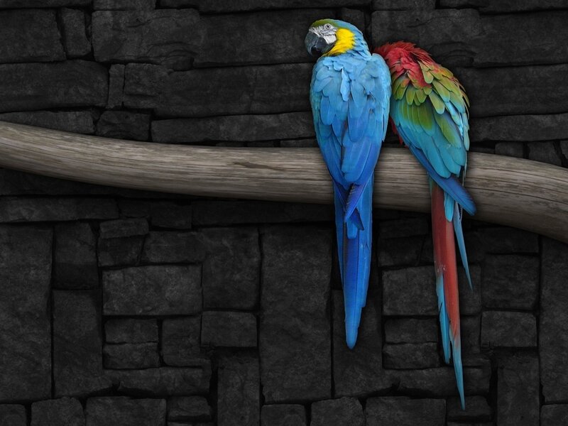 Two Macaws on a Branch — Blue