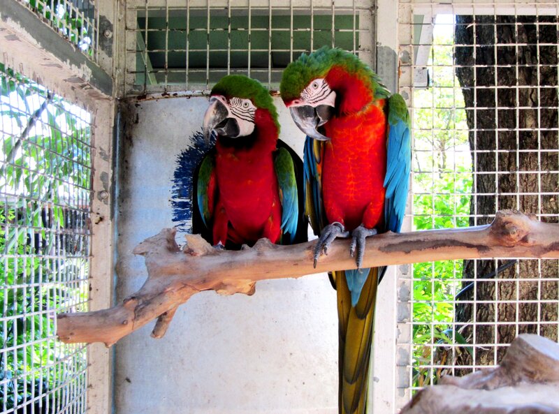 Two Macaws on a Branch — Red, Calm, Afternoon