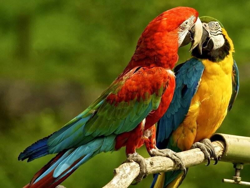 Two Macaws on a Branch — Red, Calm, Photograph, Green Background