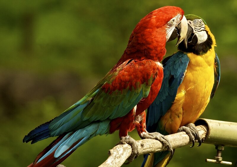 Two Macaws on a Branch — Red, Calm, Photograph
