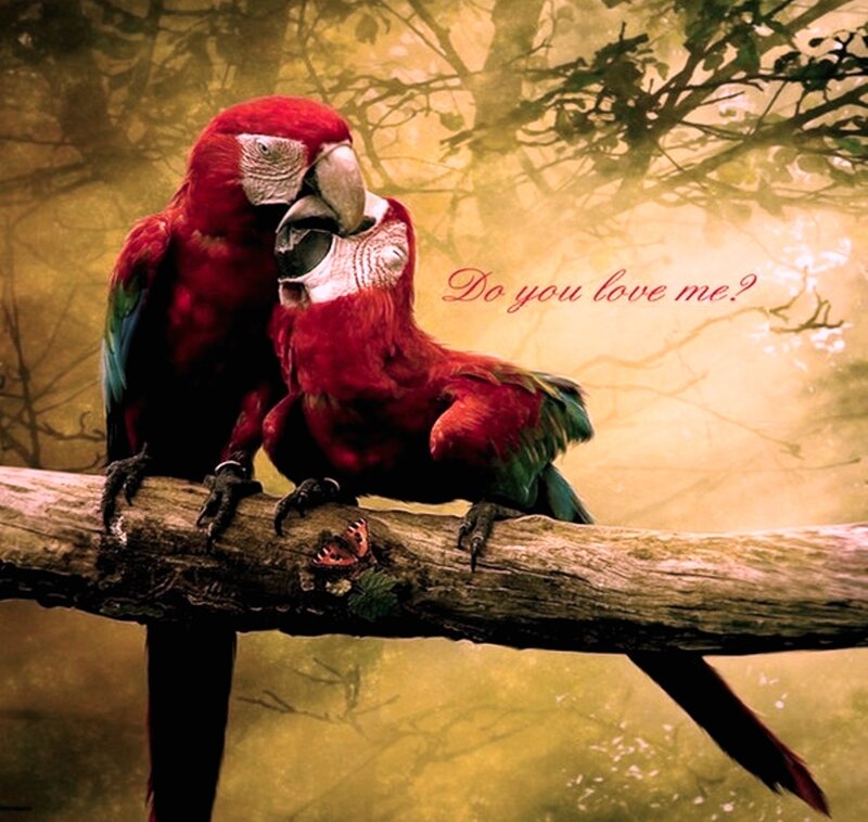 Two Macaws on a Branch — Red, Romantic