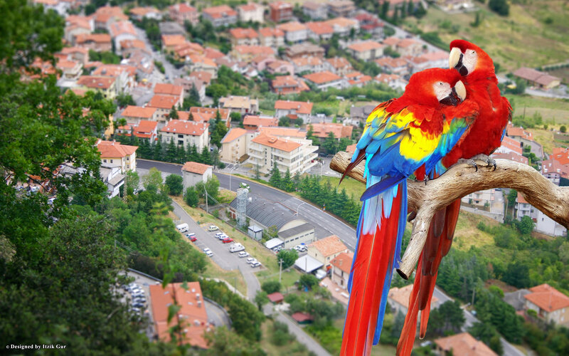 Two Macaws on a Branch — Red
