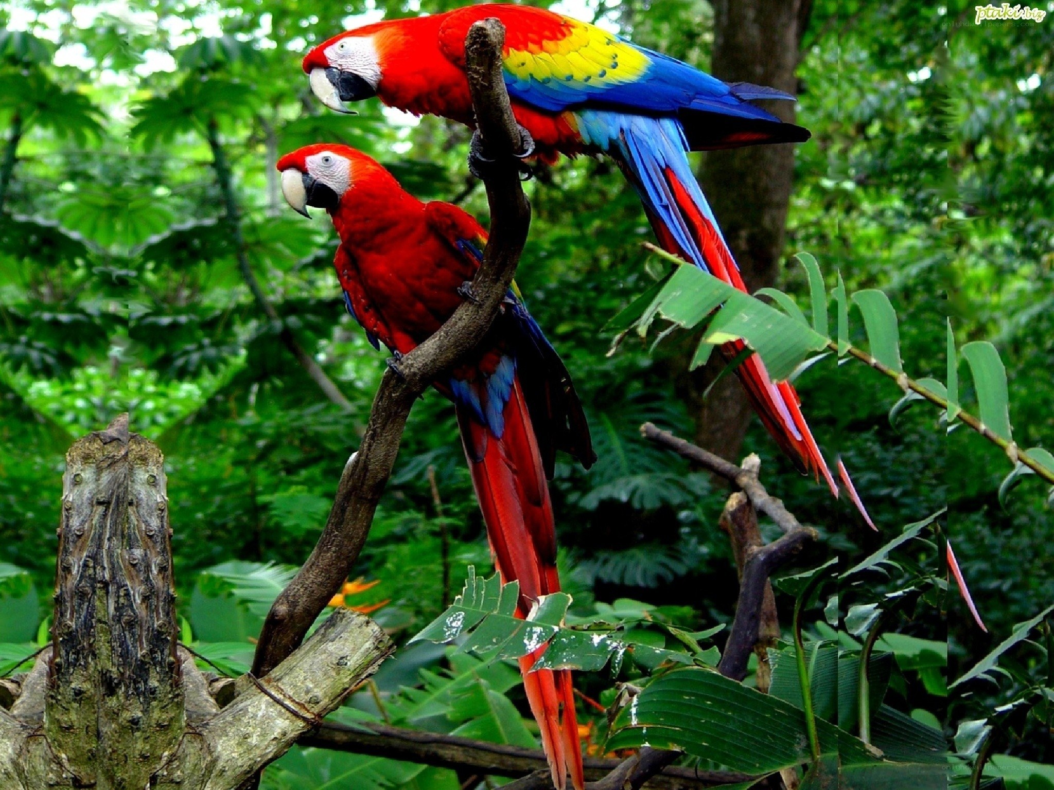 Two macaws on a branch