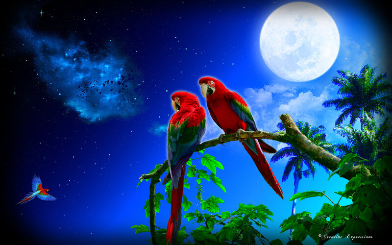 Two Macaws on Branch — Blue, Serene