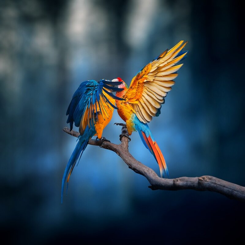 Two Macaws on Branch — Blue