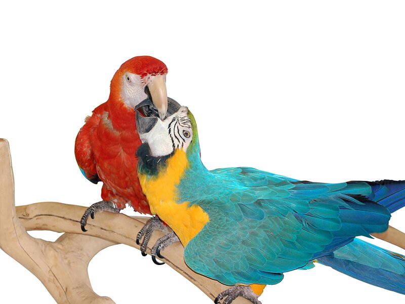 Two Macaws on Branch — Red, Calm, Photograph, Blue