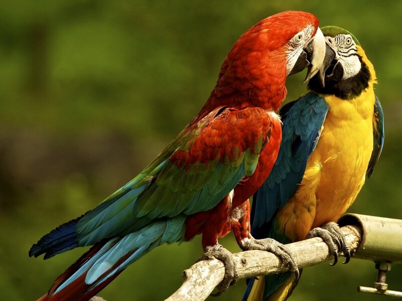 Two Macaws on Branch — Red, Calm, Photograph, Green Background