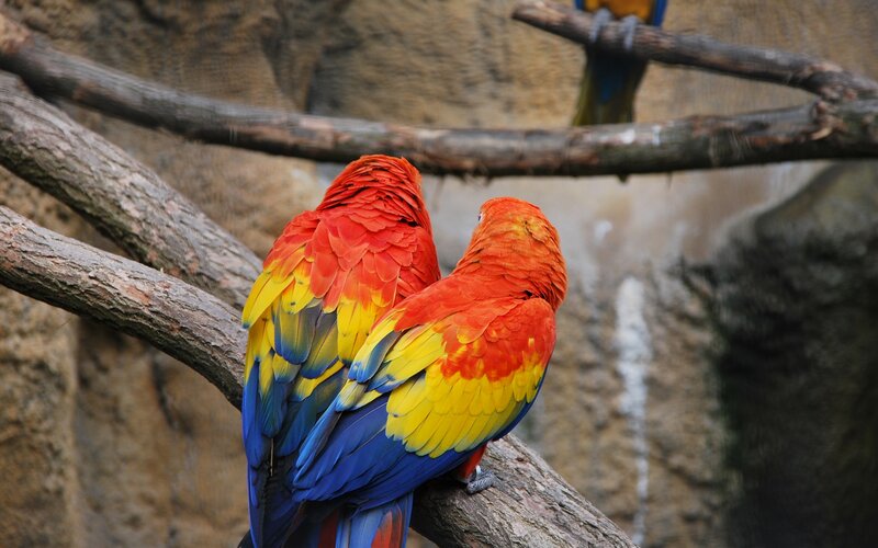 Two Macaws on Branch — Red, Calm, Photograph, Rock Wall