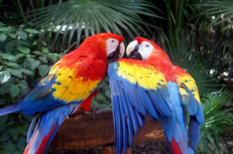 Two Macaws on Branch — Red, Calm, Photograph