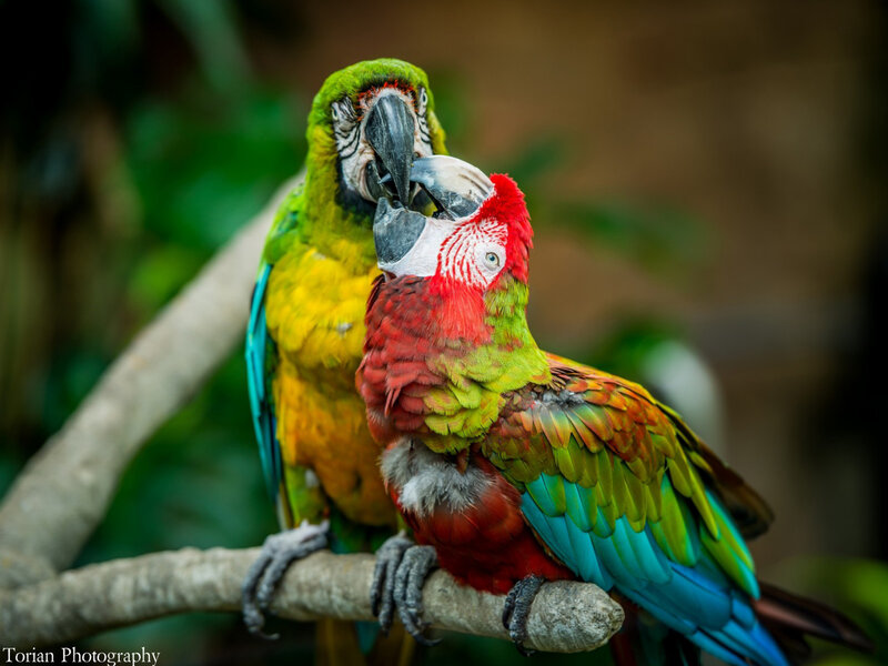 Two Macaws on Branch — Red, Calm