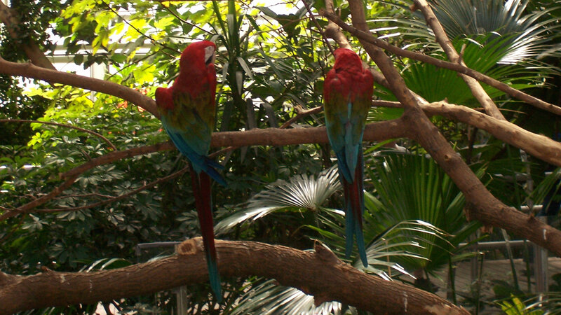 Two Macaws on Branch — Red, Natural, Afternoon