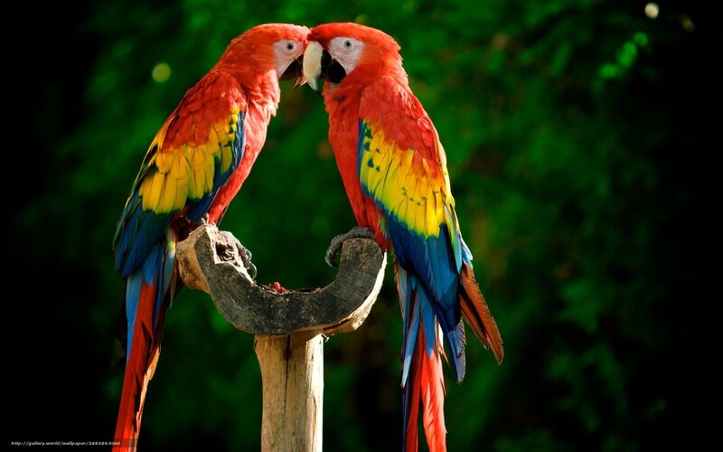 Two Macaws on Branch — Red, Natural, Photograph, Green Foliage