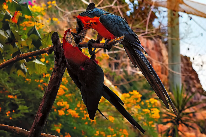 Two Macaws on Branch — Red, Natural