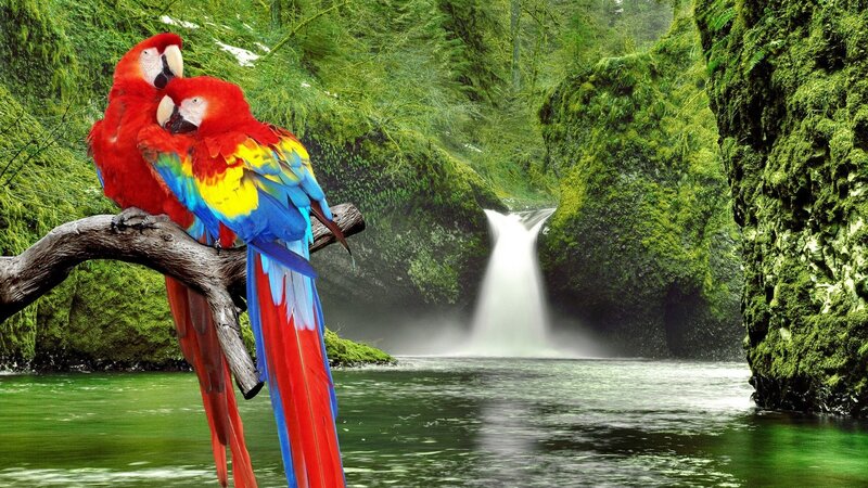Two Macaws on Branch — Red, Serene, Photograph