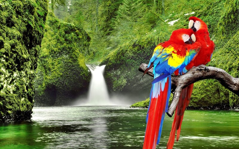Two Macaws on Branch — Red, Serene, Photograph, Waterfall, River