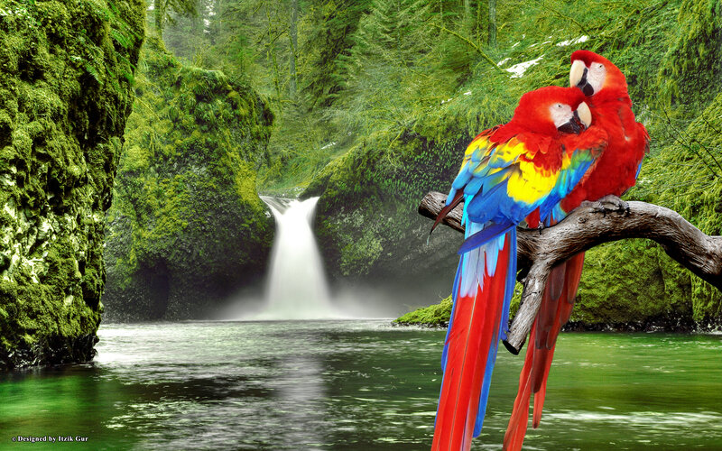 Two Macaws on Branch