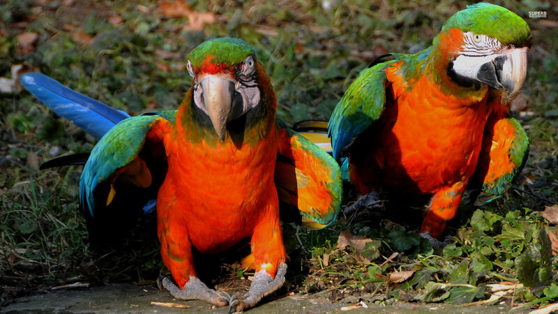 Two Macaws on Ground