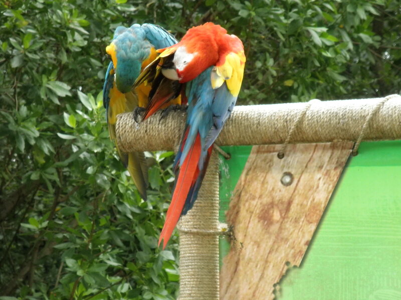 Two Macaws on Perch