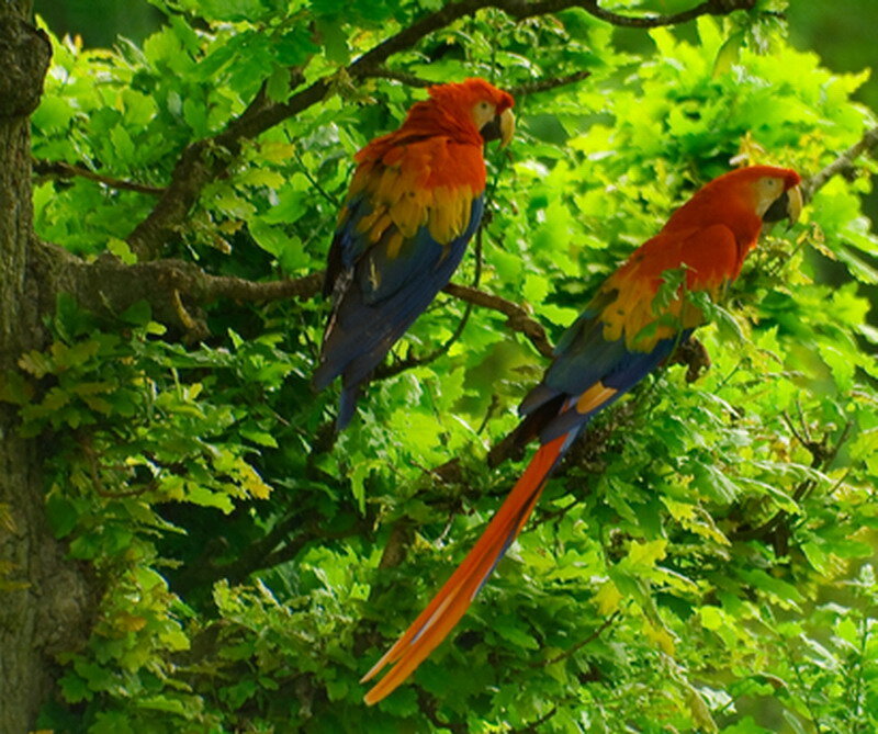 Two Macaws on Tree