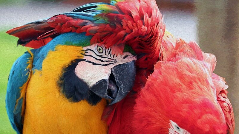 Two Macaws Preening