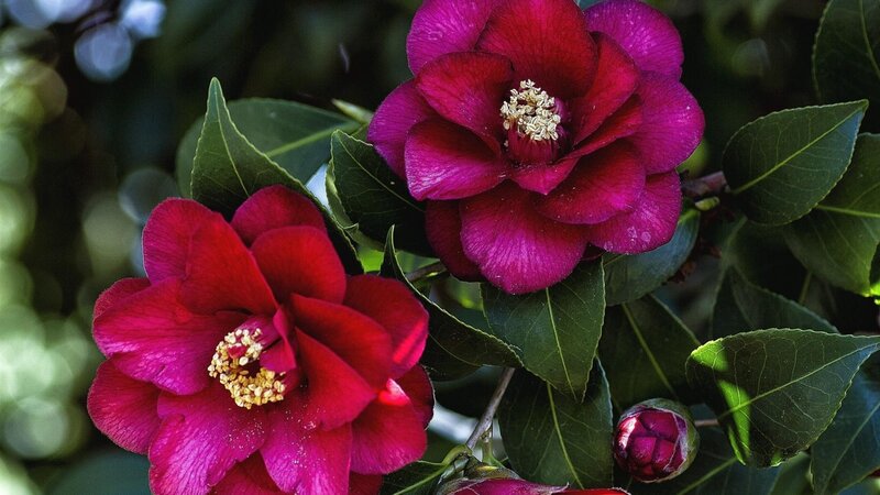Two Magenta Camellia Flowers — Serene
