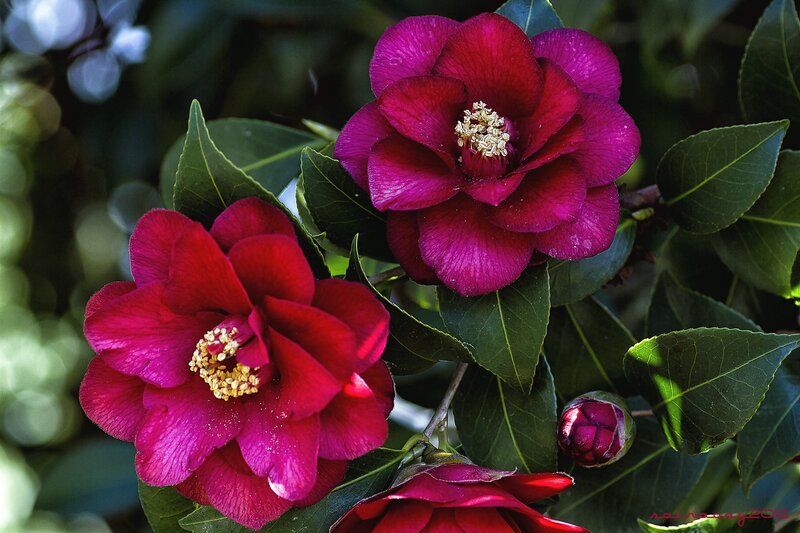 Two Magenta Camellia Flowers