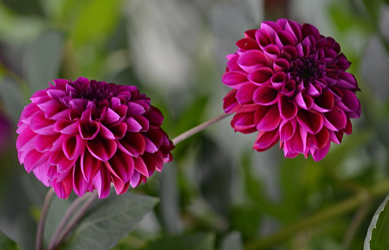 Two Magenta Dahlias
